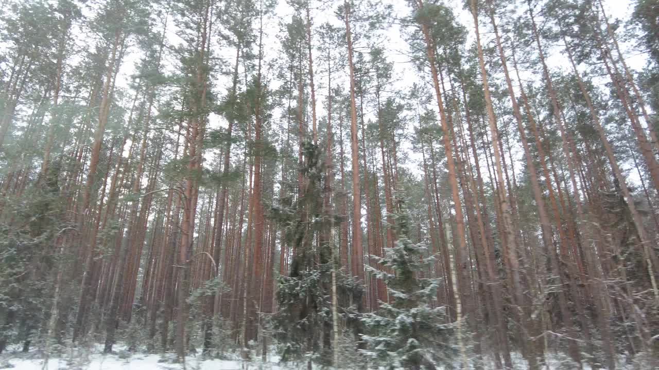 从车窗里可以看到雪地里森林里的动静视频素材