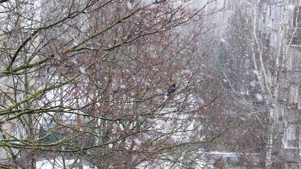 冬天，院子里的雪映衬着房屋视频素材