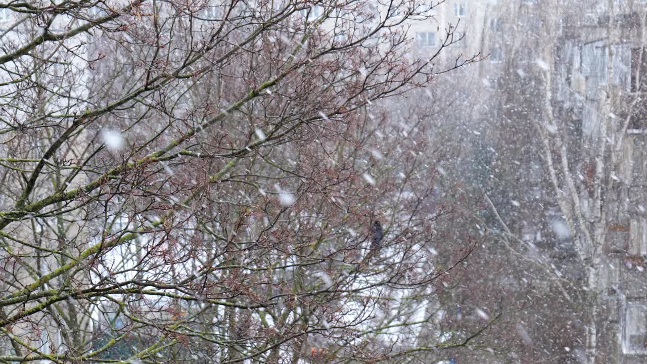 冬天，院子里的雪映衬着房屋视频素材