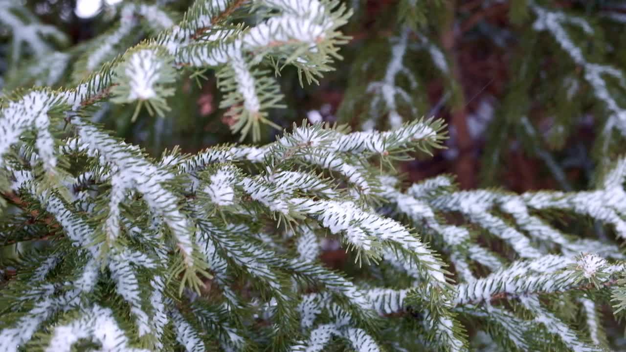 白雪覆盖的云杉树枝在风中摇摆特写。有选择性的重点。慢动作视频素材