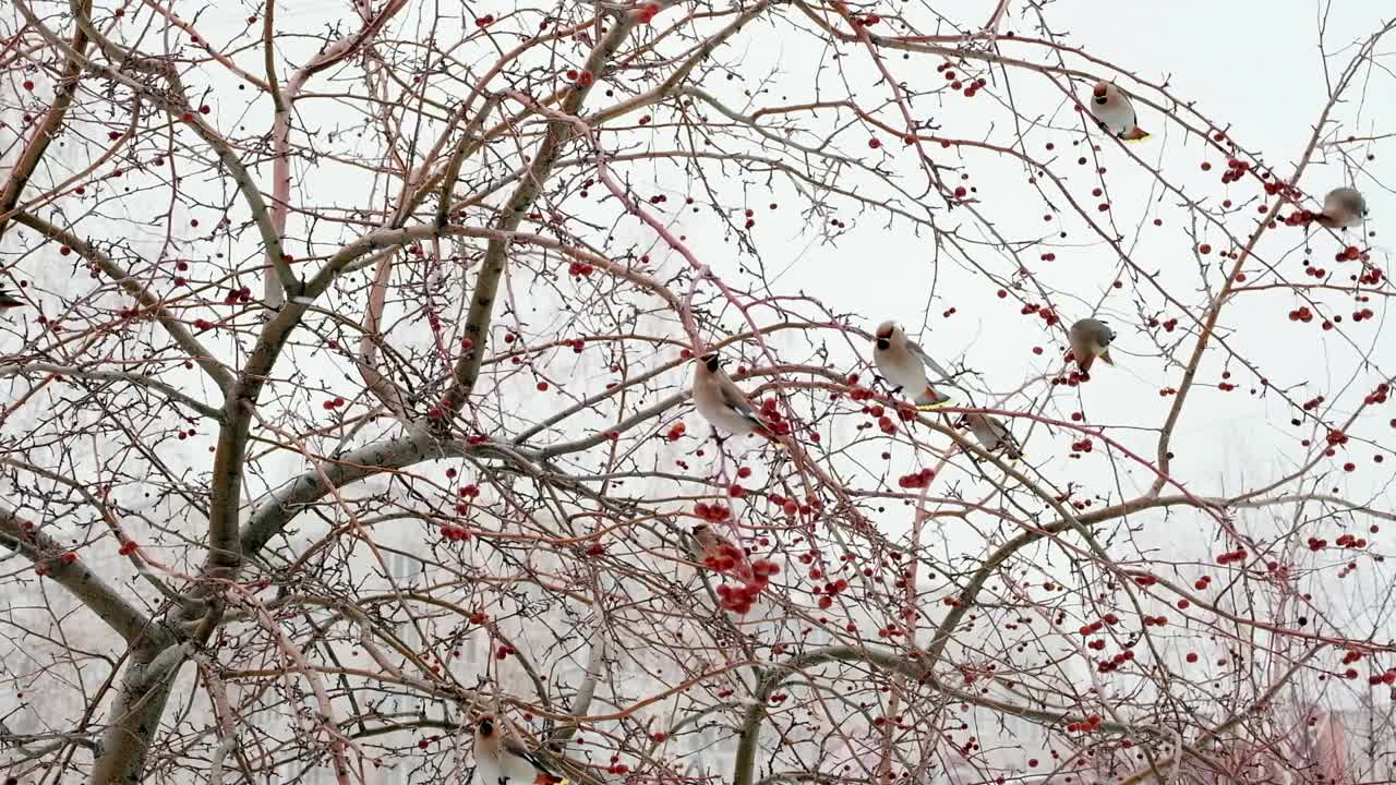 雪大片大片地落下。美丽的蜡翼鸟坐在树枝上吃冬天的浆果。降雪在城市。慢动作视频素材