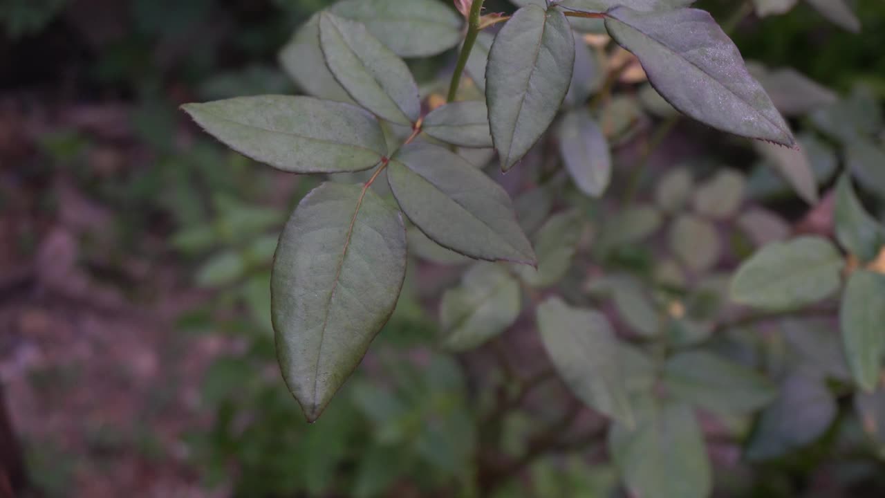 玫瑰花园。视频下载