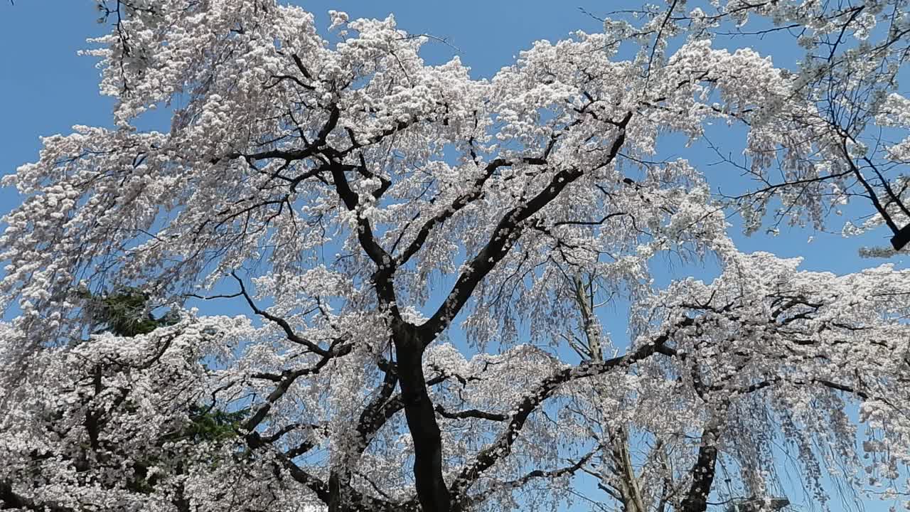 樱花的花视频素材