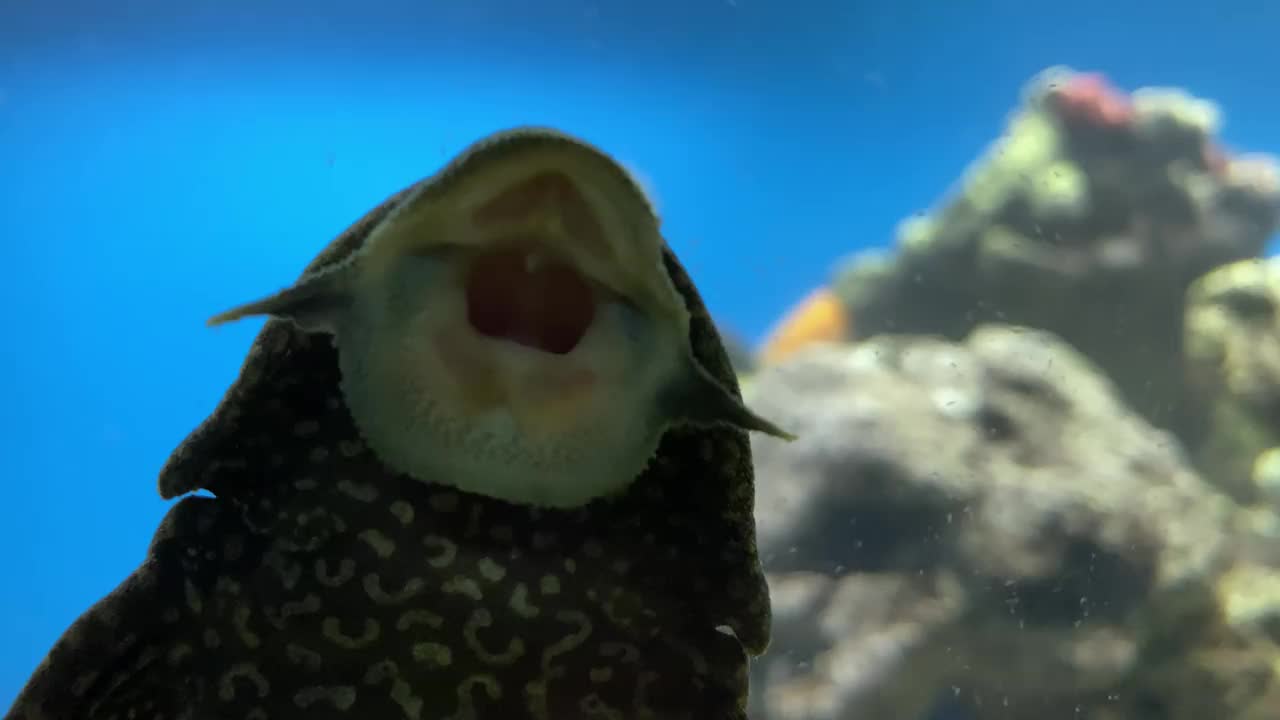 水族缸中有斑点的黑黄钩藻。Suckermouth鲶鱼吸视频素材