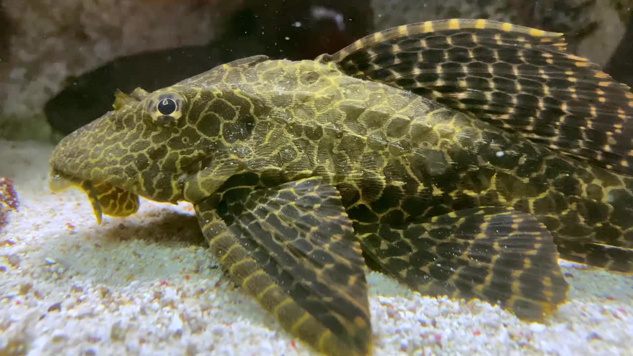 特写斑点黑黄pleco舔玻璃水族缸与嘴唇视频素材