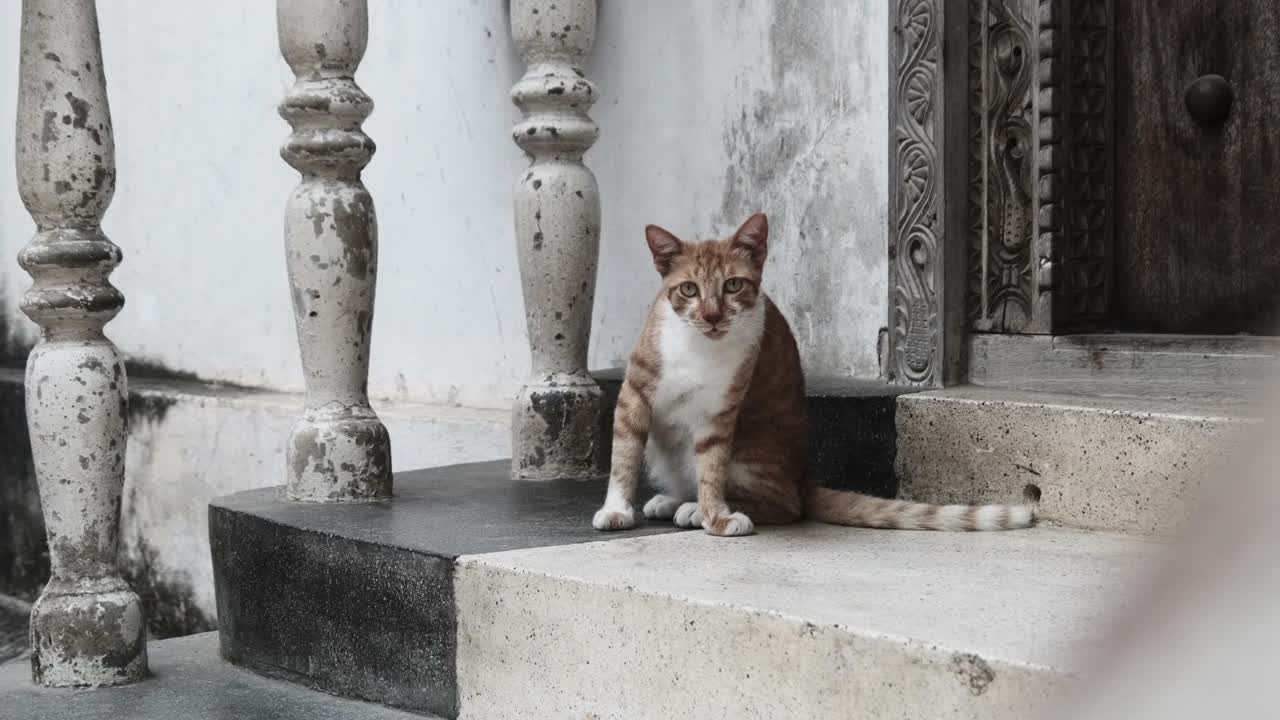 流浪红猫在非洲桑给巴尔脏石镇的街道上视频素材