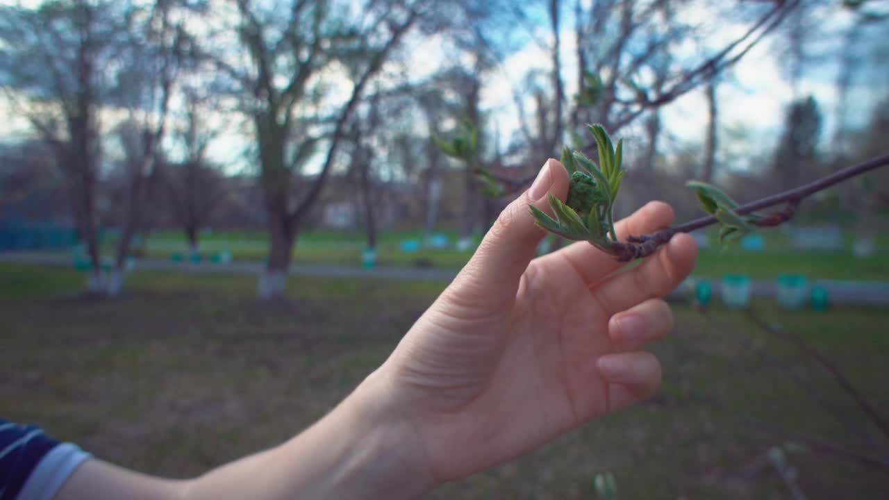 女性的手抚摸着花梨花嫩绿的叶子。视频素材