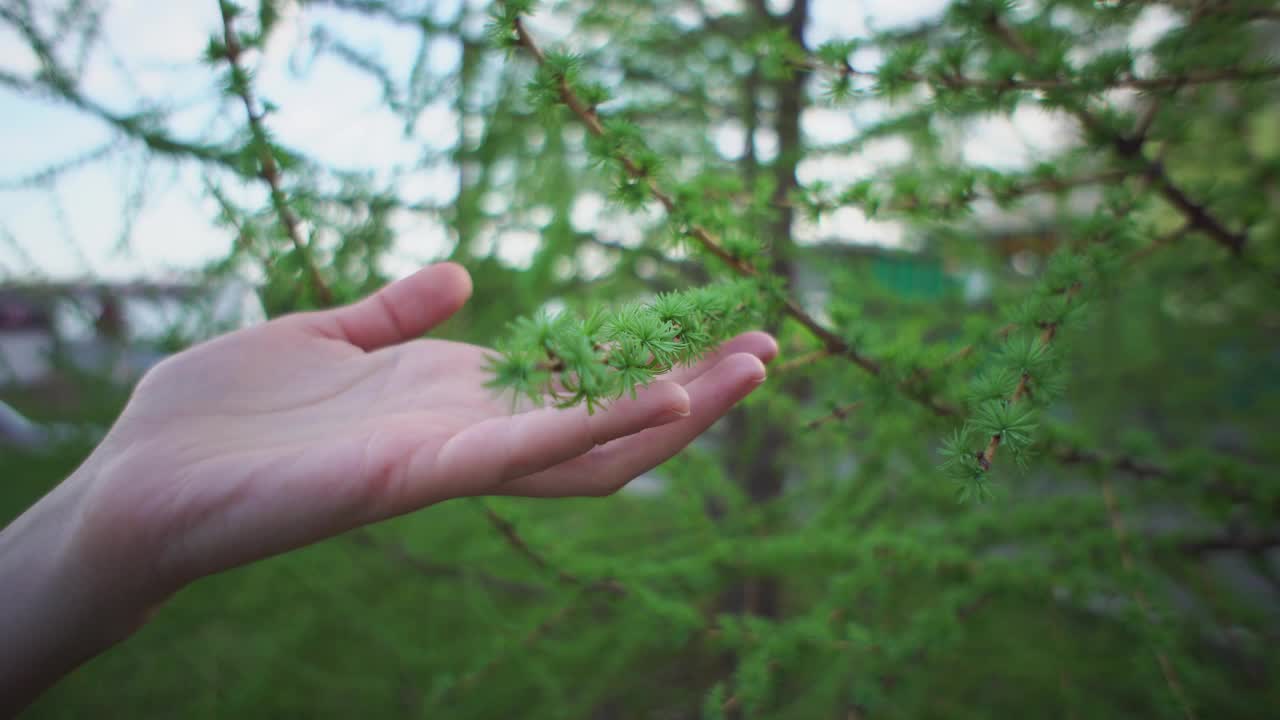 一个女人的手滑过新的小落叶松针叶。视频素材