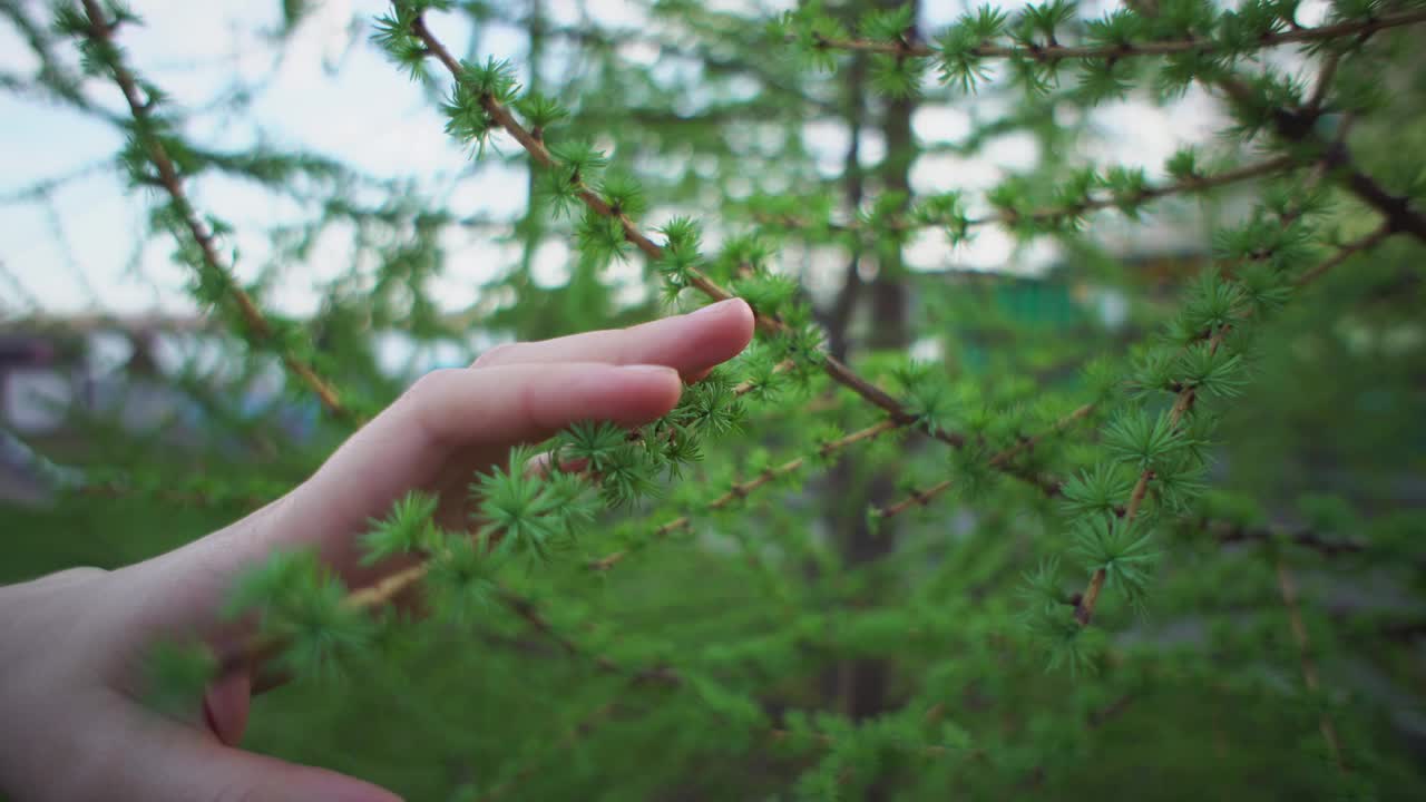 女性的手指触摸落叶松树枝上的幼针视频素材