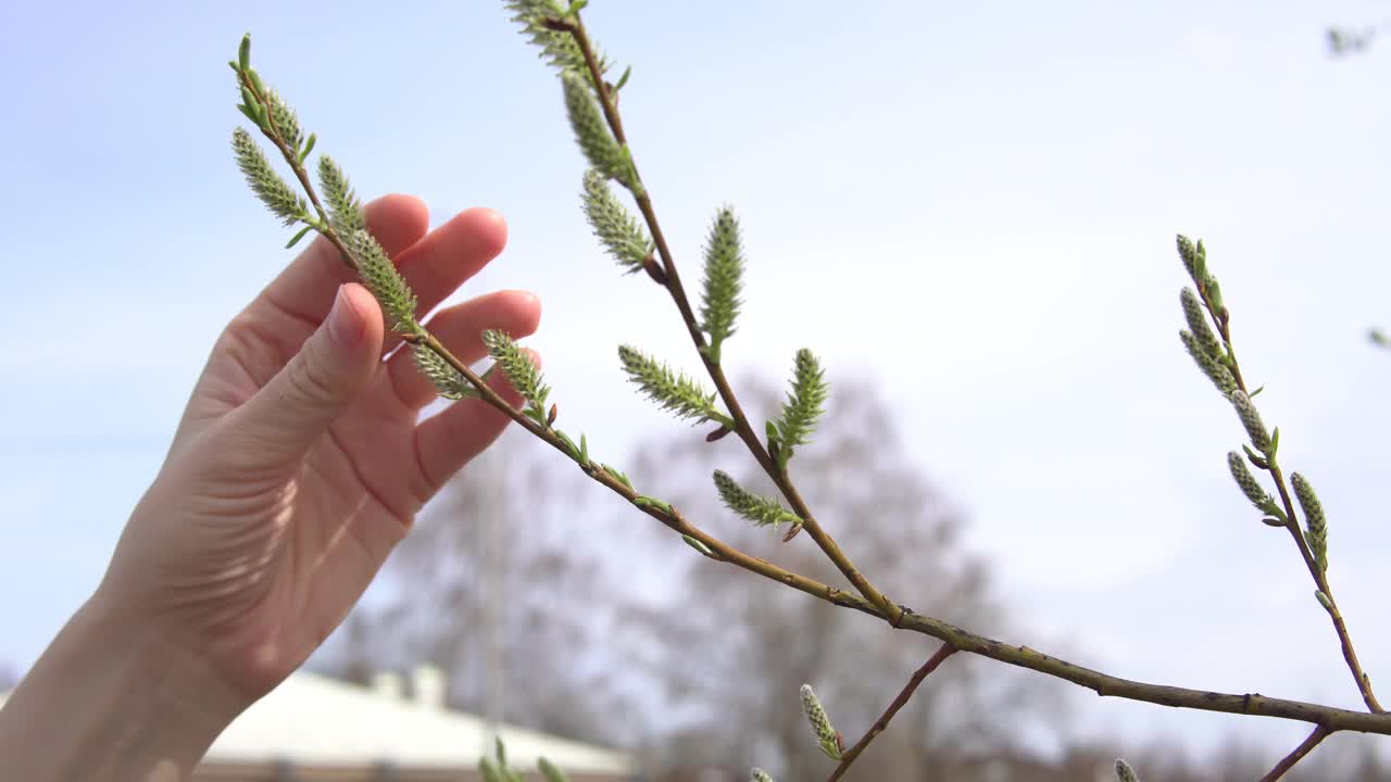 女性的手摸着柳枝上的杨柳花视频素材