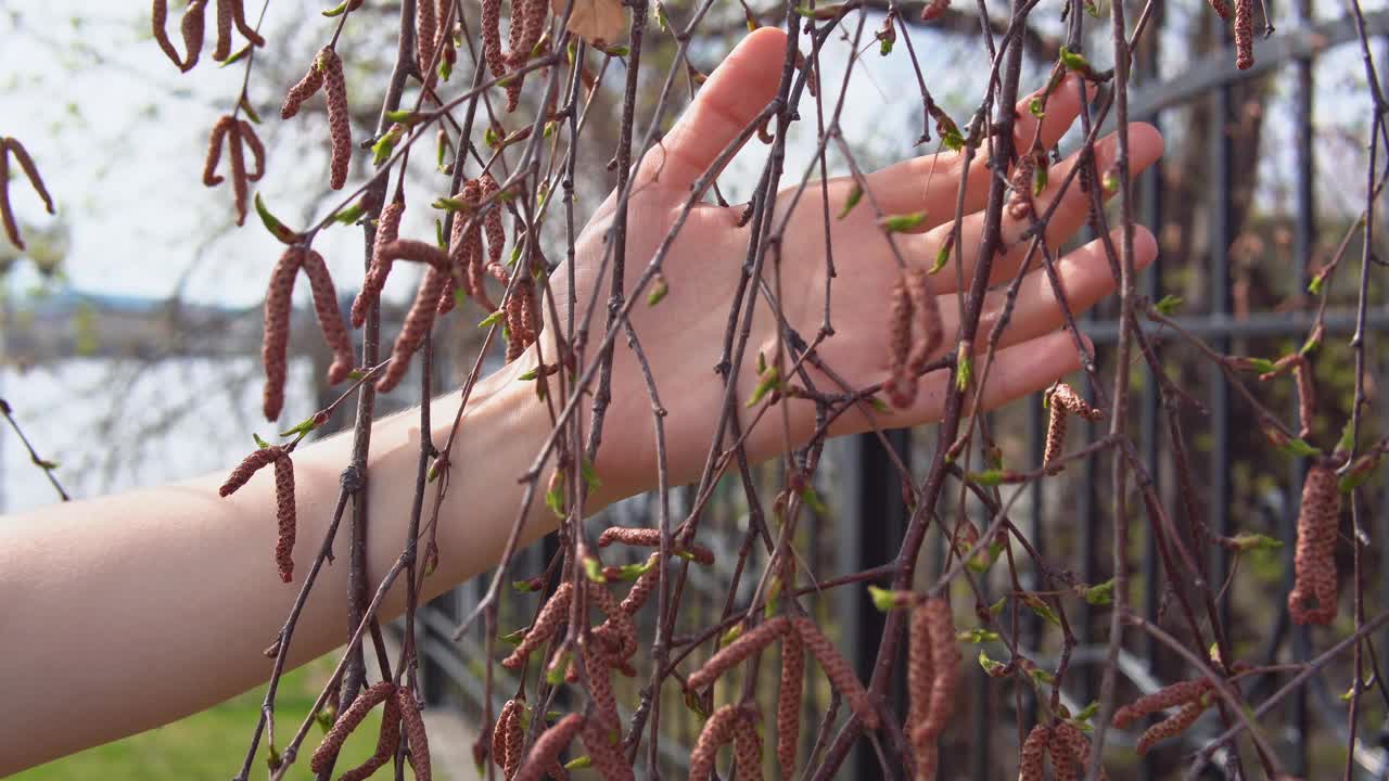 女性的手滑过小绿叶和柳絮在桦树上视频素材