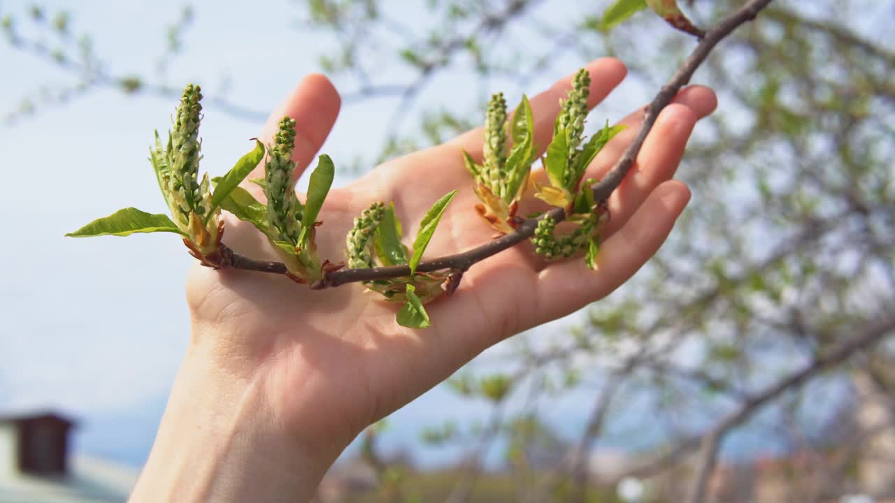 女人用手抚摸着鸟樱桃嫩绿的叶子和幼嫩的花序视频素材