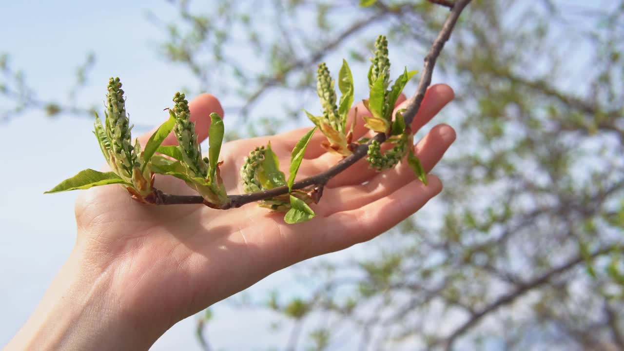 雌手滑过小的叶子和鸟樱桃的年轻的花序视频素材