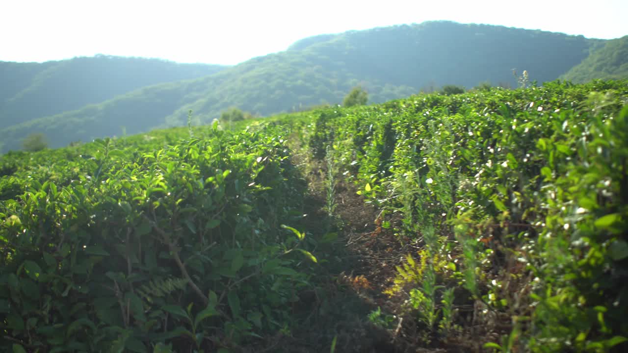 镜头之间和谐的一排排茶树种植园和农田与山的背景视频素材