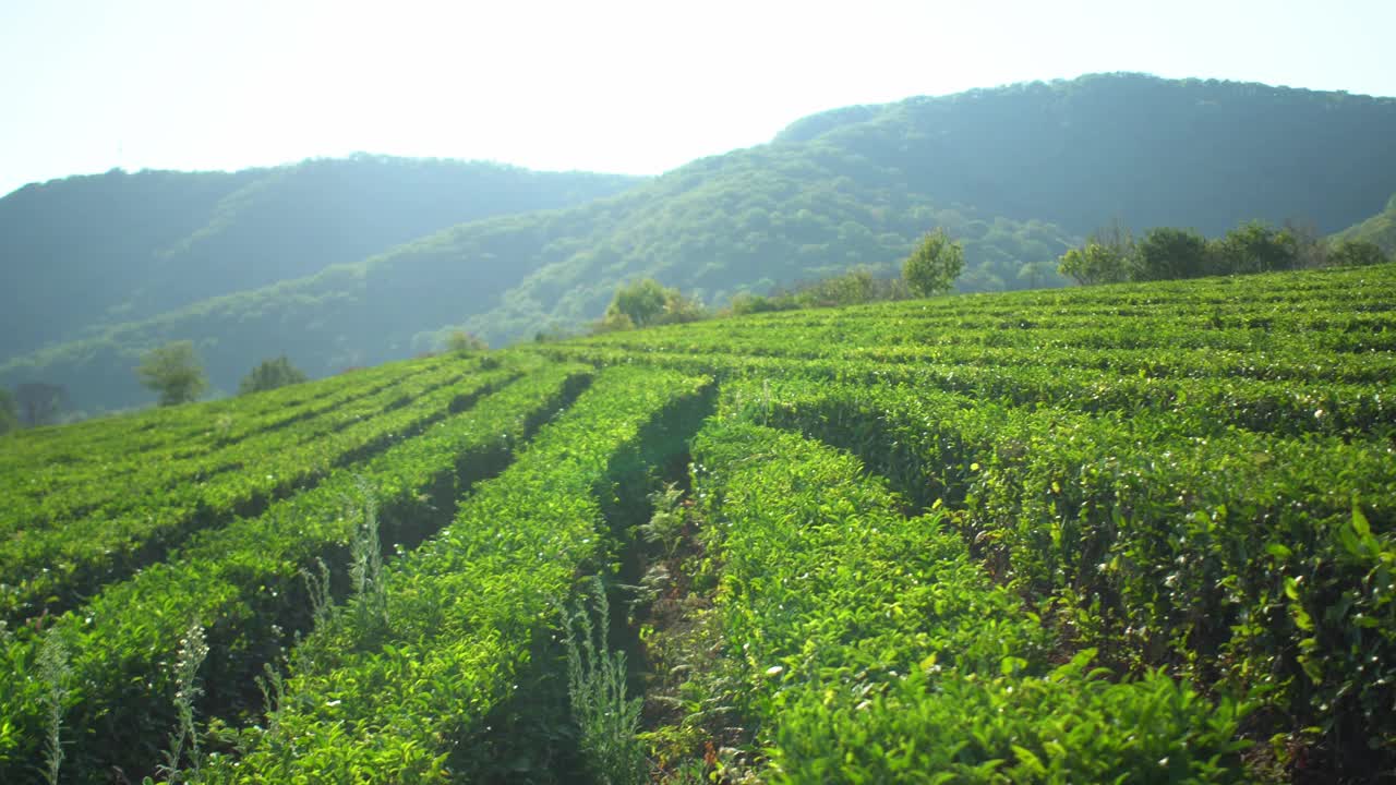 相机下降到和谐的一排排茶树种植园农田与山的背景视频素材