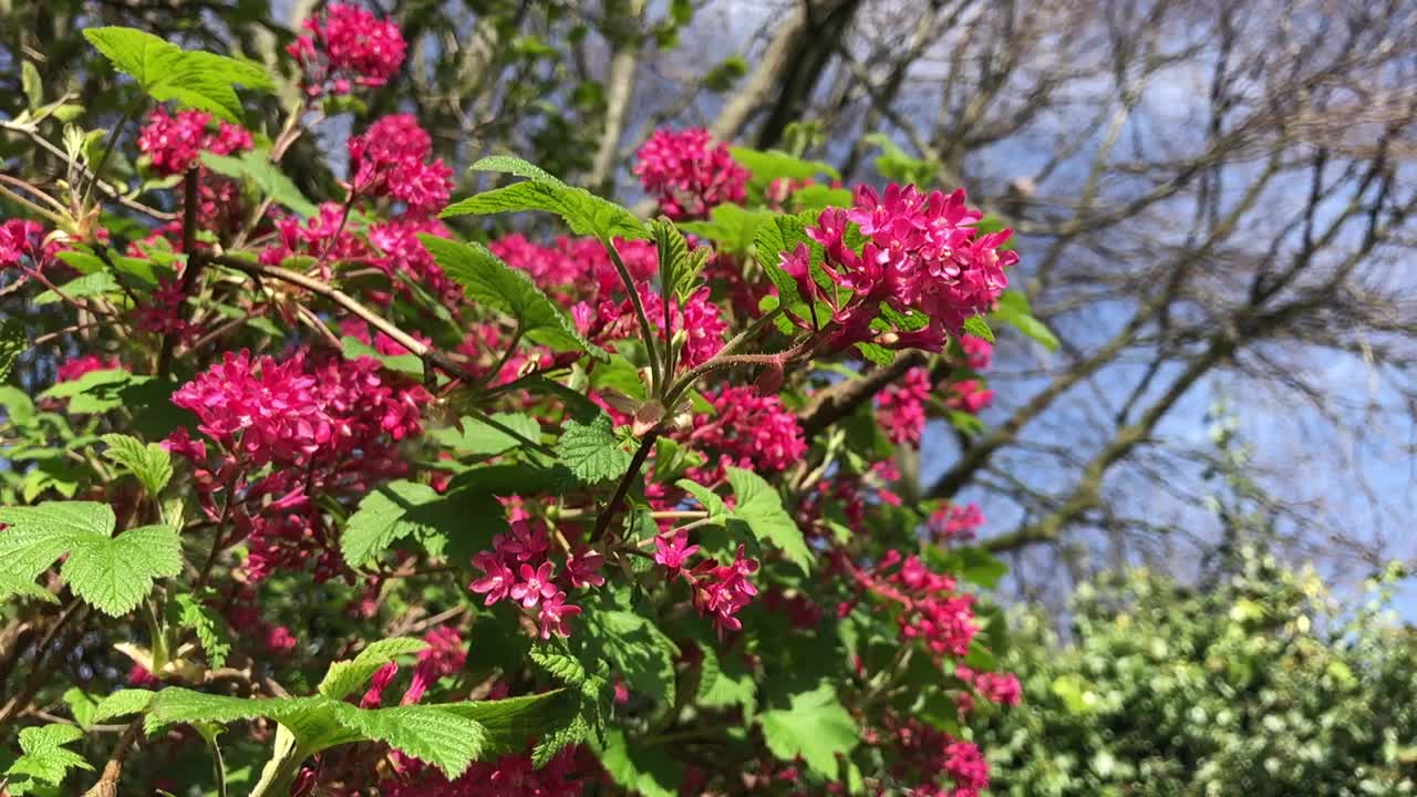 开花的醋栗灌木在花园里的花视频素材