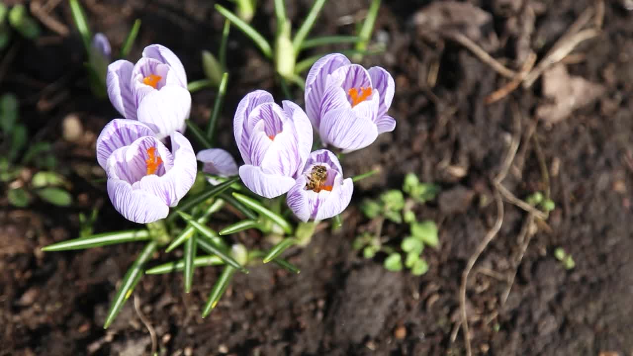 一群带条纹的白紫番红花和一只蜜蜂。大蜜蜂采集花蜜和花粉，为菊花科藏红花授粉。藏红花在春天开花，引来昆虫采蜜视频素材