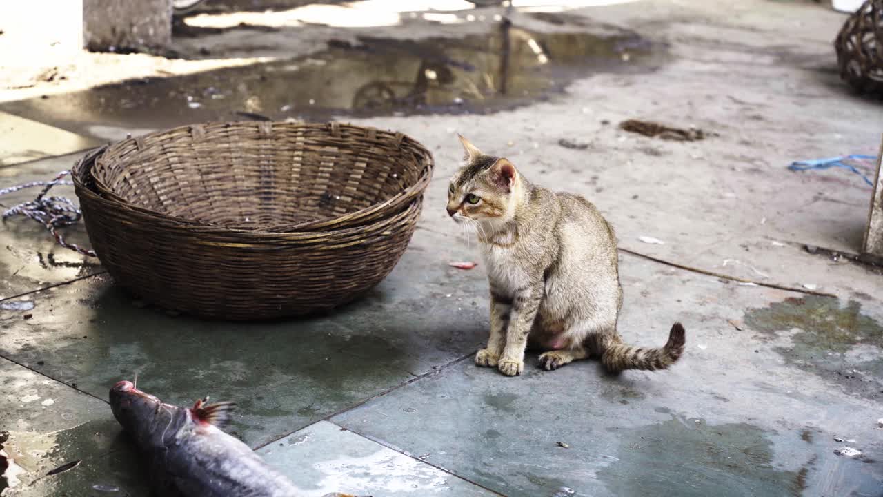 白天，一只猫在吃扔出来的鱼视频下载