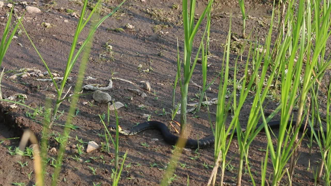 草蛇(Natrix Natrix)，欧洲无毒蛇自然栖息地附近的池塘视频素材