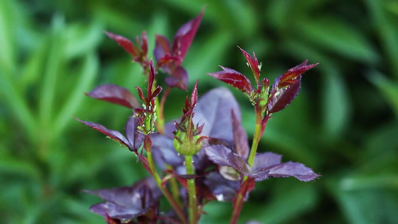 绿色的蚜虫栖息在玫瑰的花蕾上视频素材