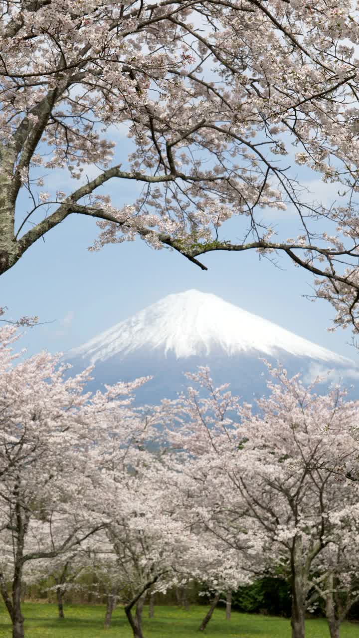 樱花环绕的富士山(垂直方向)视频素材