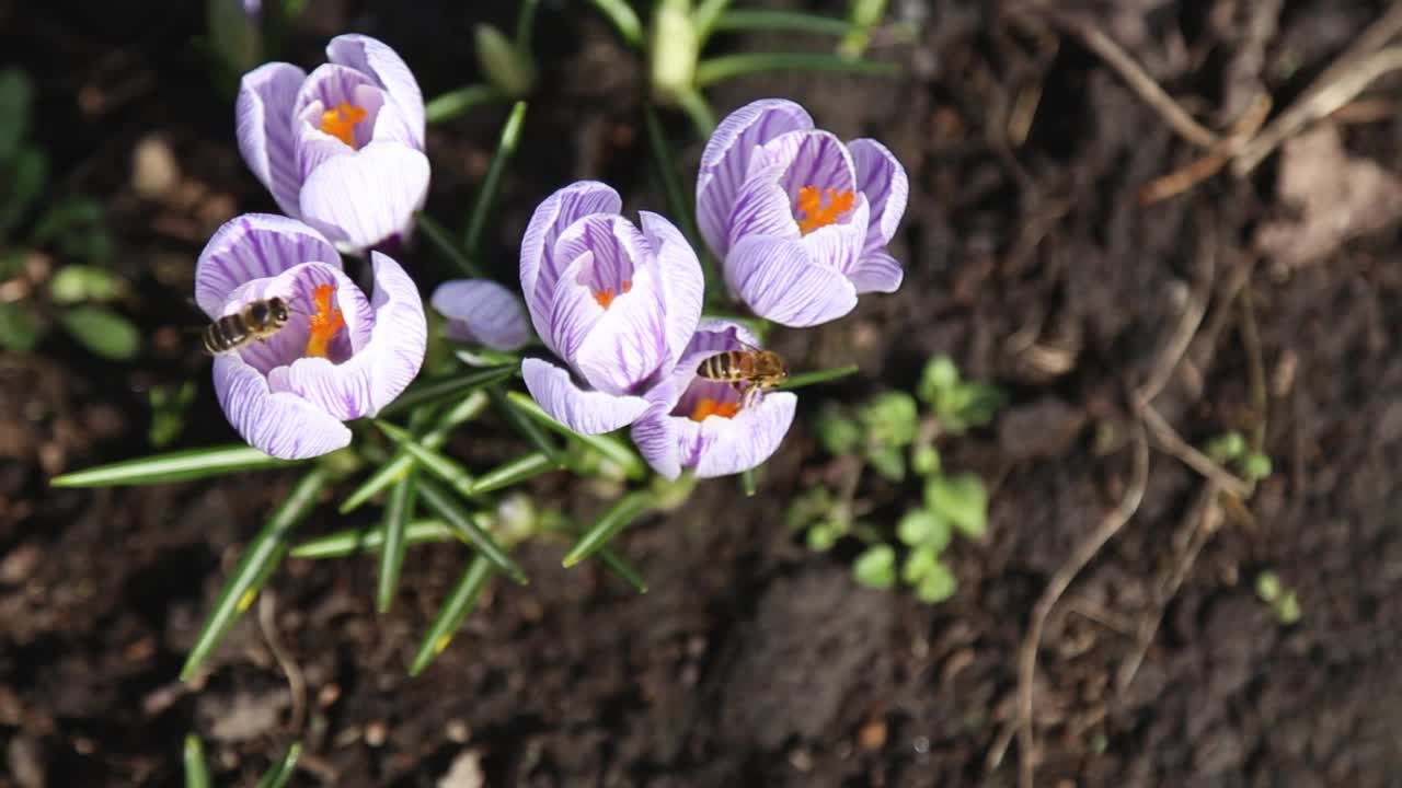 一群带条纹的白紫番红花和两只蜜蜂。大蜜蜂收集花蜜花粉为菊花科藏红花授粉。藏红花在春天开花，引来昆虫采蜜视频素材