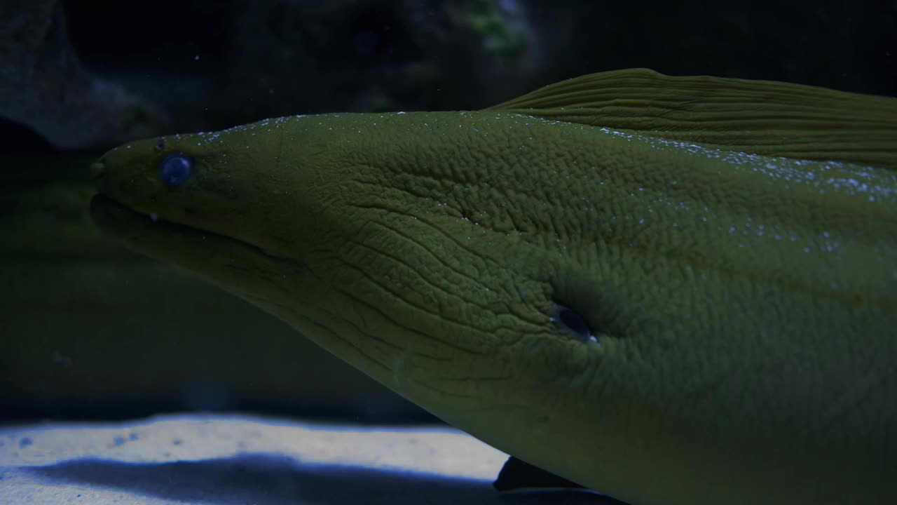 水族馆里的海鳗。视频素材