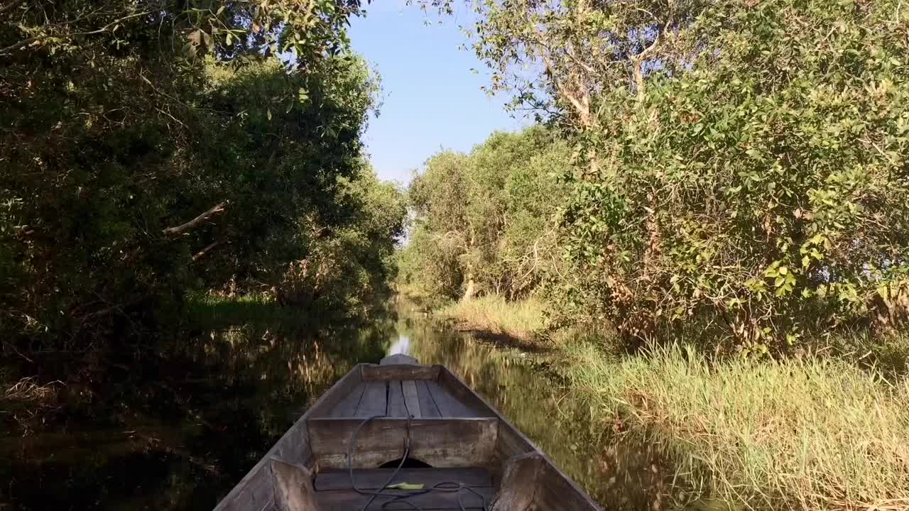 红树林在湖保护区公园。视频素材