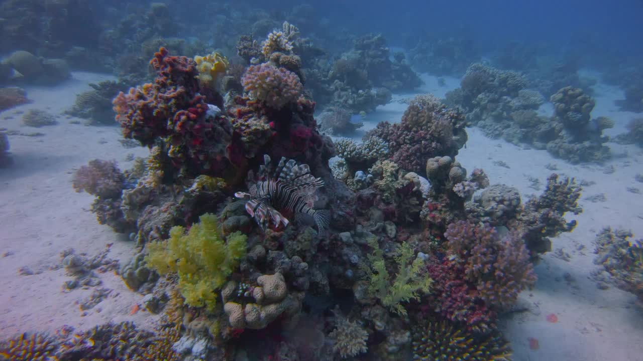 在美丽的珊瑚礁和许多热带鱼水下潜水红海-拉哈米湾/马萨阿拉姆视频素材