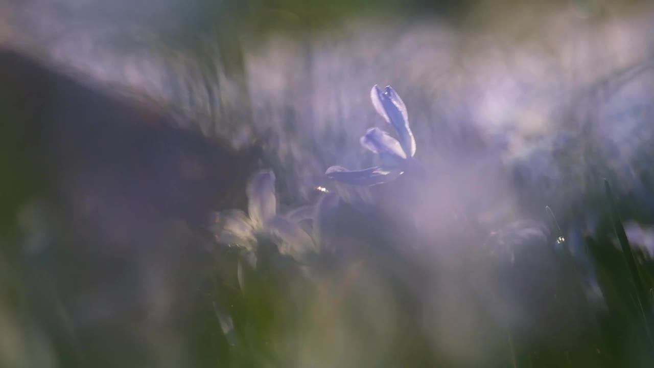 绿色植物中盛开的绵枝，景深浅，有背光视频素材