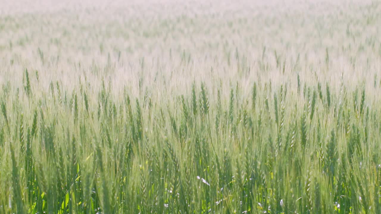 北海道的麦田在风中起舞视频素材