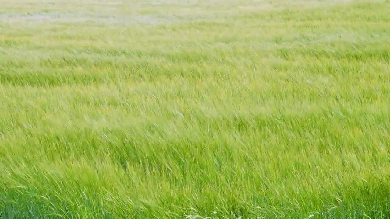 北海道的麦田在风中起舞视频素材