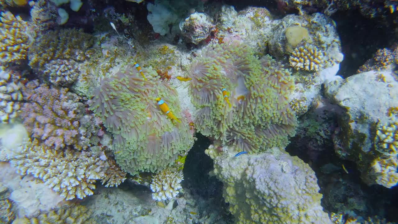 海葵和红海小丑鱼(Amphiprion bicinctus) -红海/马萨阿拉姆-埃及视频素材