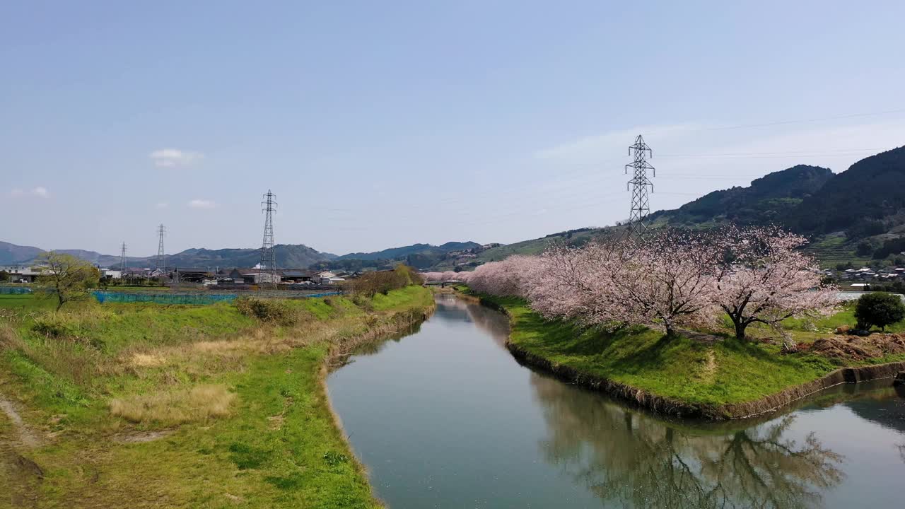 福冈县宇波市永川的樱花视频下载