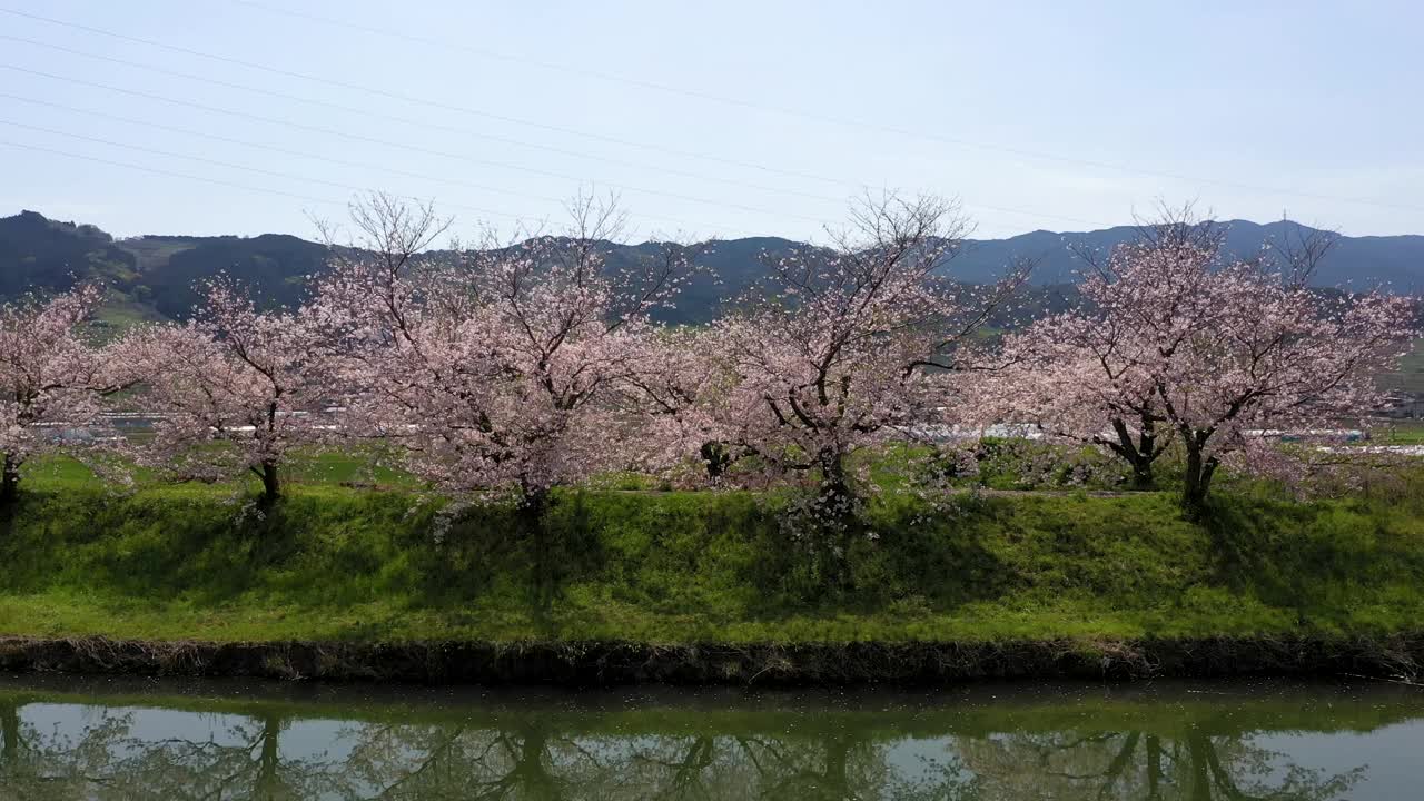 福冈县宇波市永川的樱花视频下载