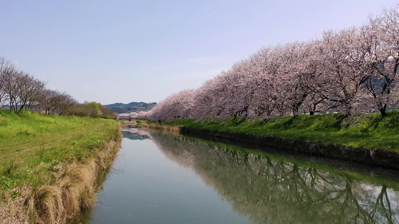 福冈县宇波市永川的樱花视频下载