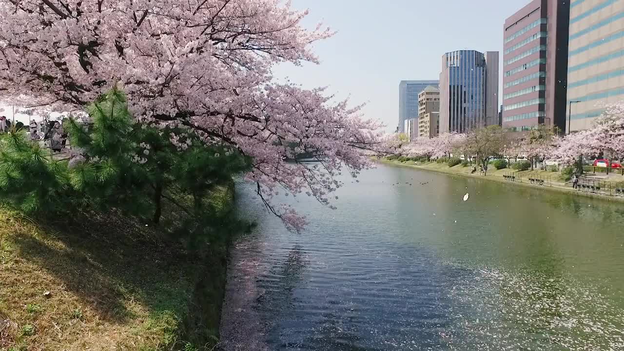 福冈县福冈市舞生公园的樱花视频下载