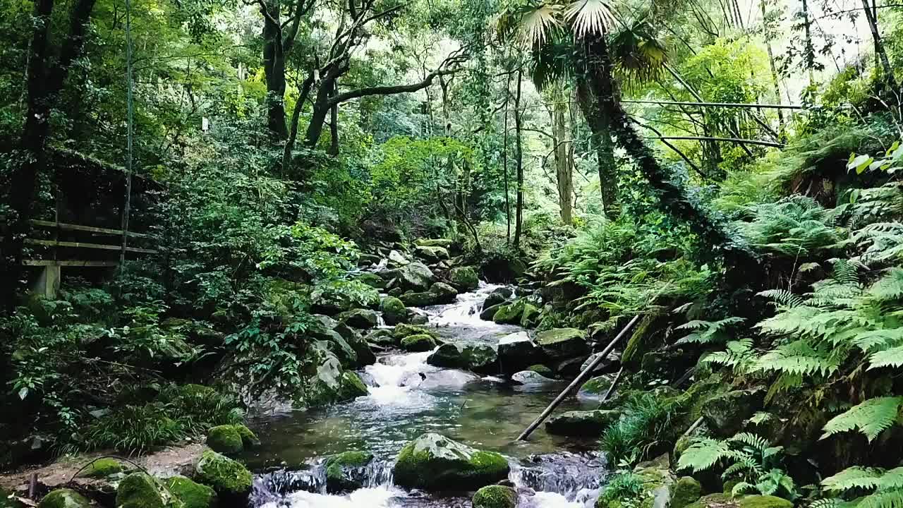 福冈县福冈市野口沟溪谷的清流视频素材