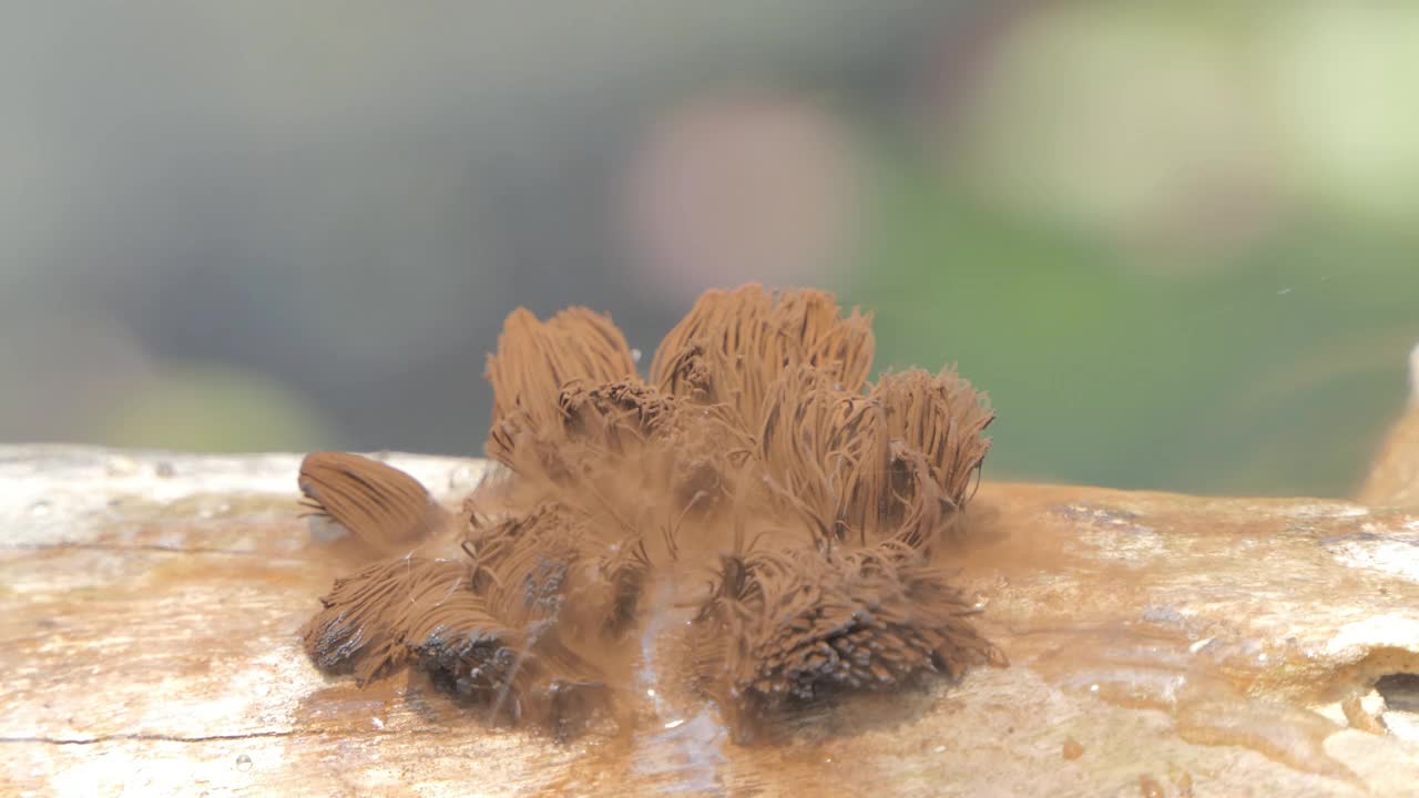 植物繁殖，苔藓孢子。视频素材