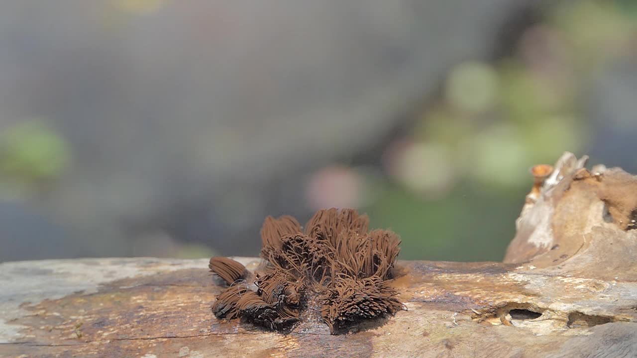 植物繁殖，苔藓孢子。视频素材