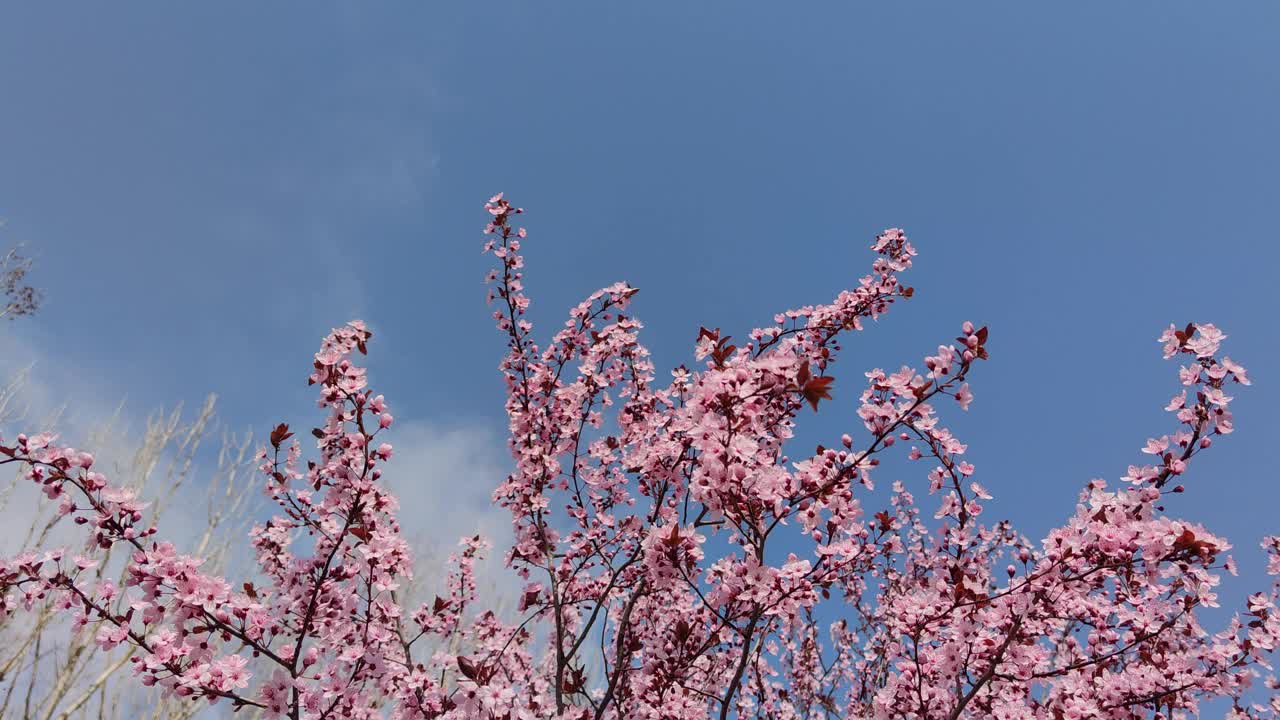 杏树在冬末春初开花视频素材