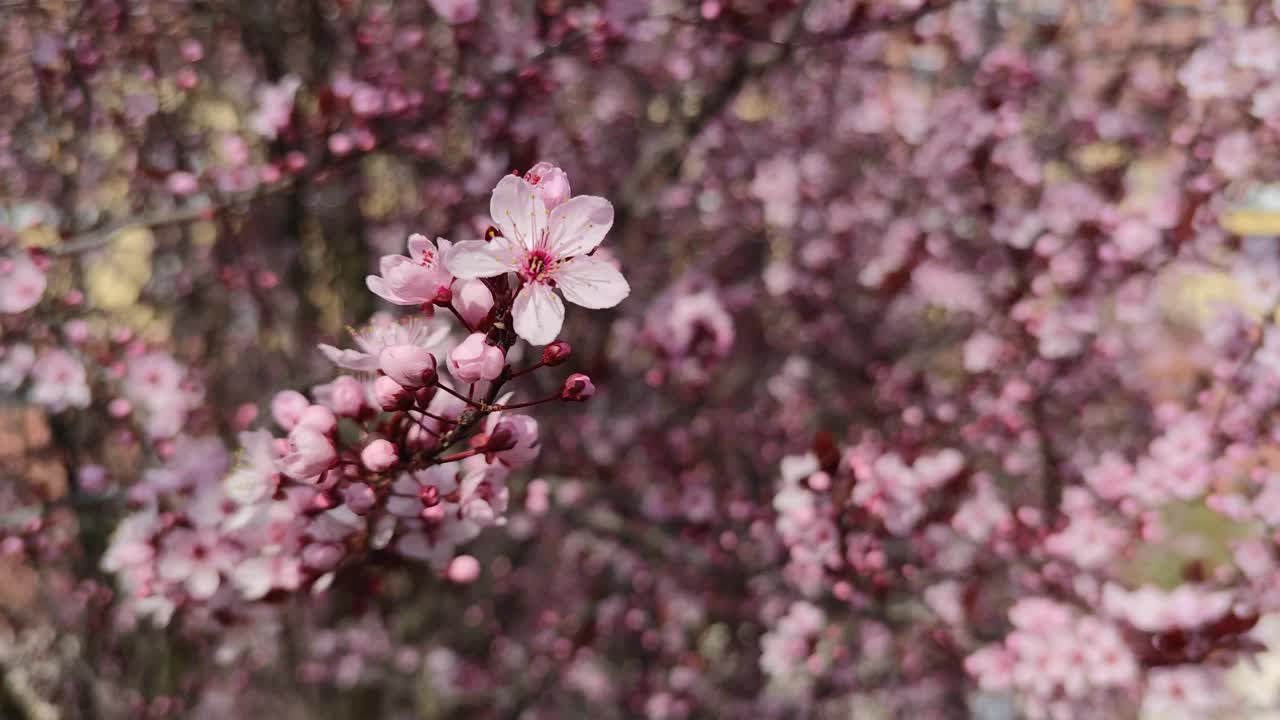 这是一棵杏树花在冬末春初开花期间的特写视频素材