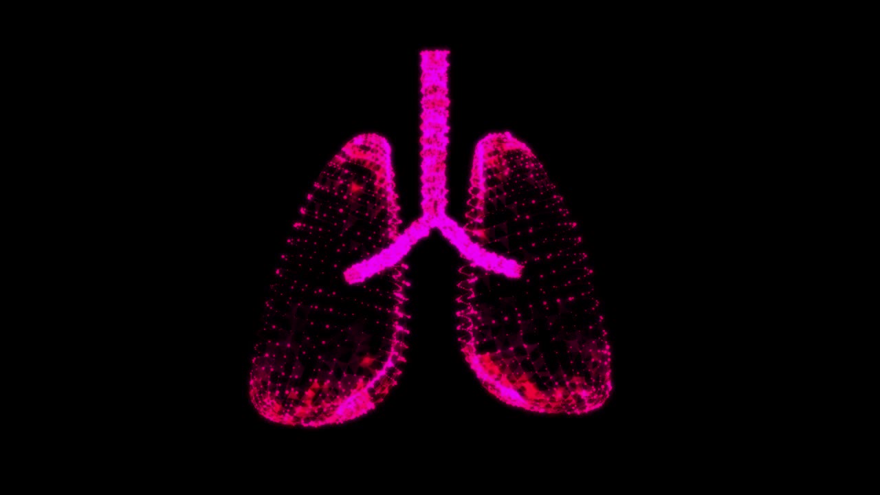 人肺有气管、支气管等内脏器官。肺医学科学技术概念。线框低多边形网格视频素材