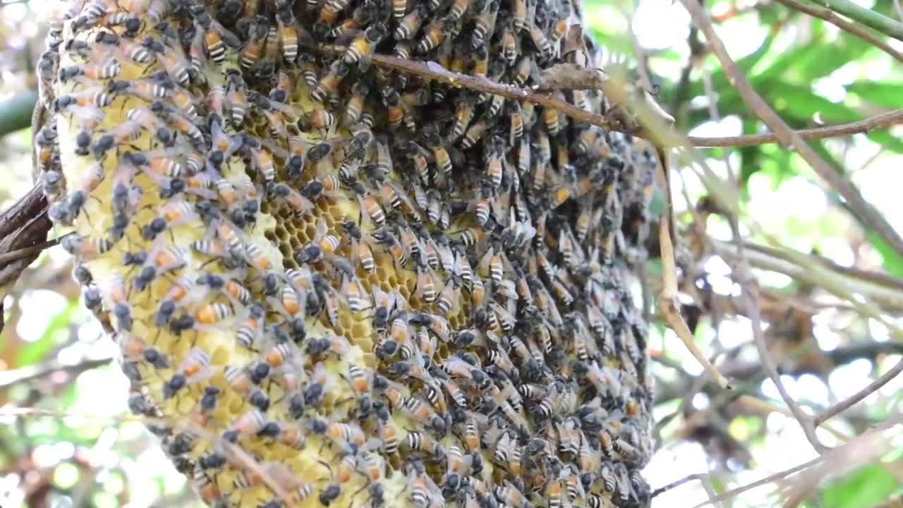 大量的野生蜜蜂正在竹子丛和大自然的声音，鸟类的声音上帮助筑巢视频素材