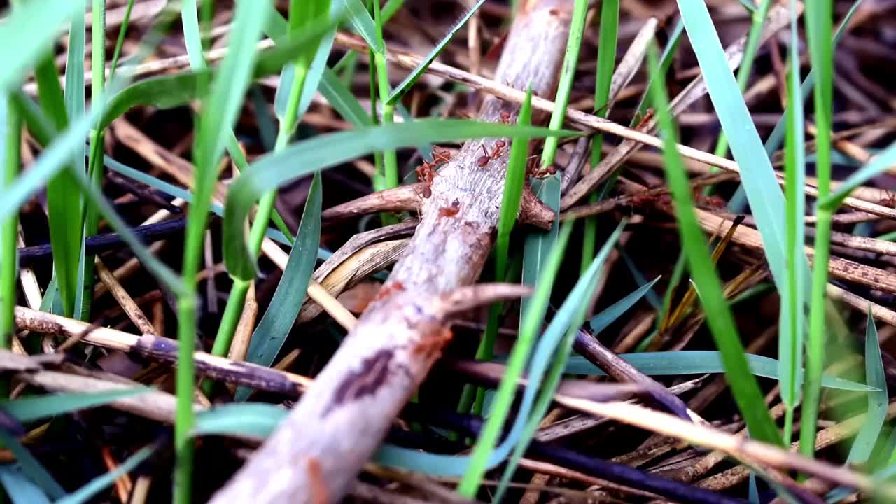 红蚂蚁正在绿色的牧场上寻找树叶和食物。视频下载