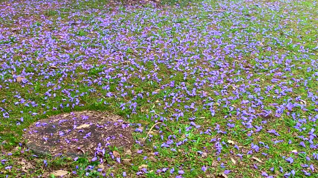 紫色蓝花楹树的花瓣落在地上视频素材