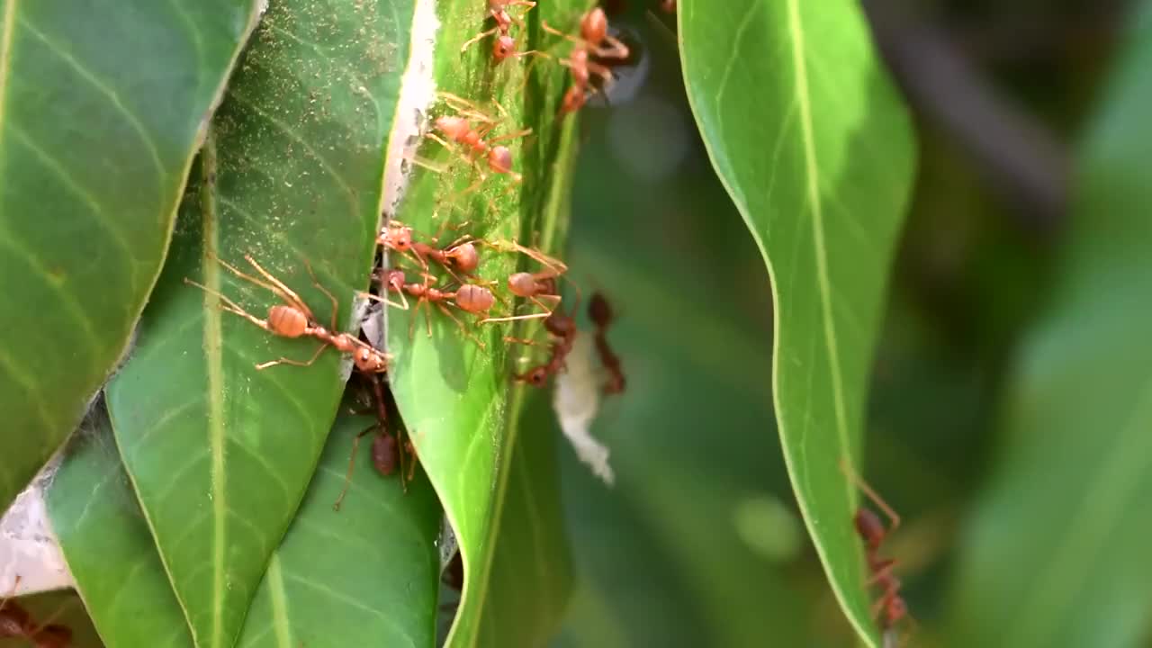 红蚂蚁在芒果叶子的绿叶上筑巢视频素材