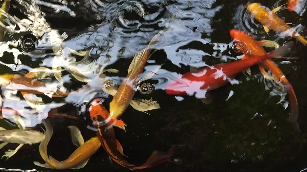 美丽的鱼，五彩缤纷的作品都在游动着五彩斑斓的鱼之美。视频下载