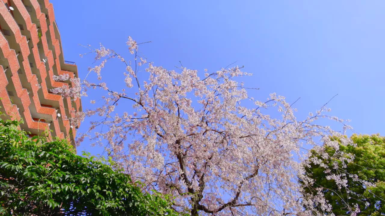 樱花盛开着美丽的粉红色花瓣视频素材