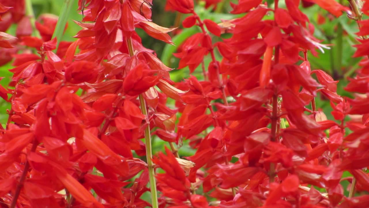 红花的春天季节。阳光明媚的猩红色鼠尾草花园(一串红)。视频素材